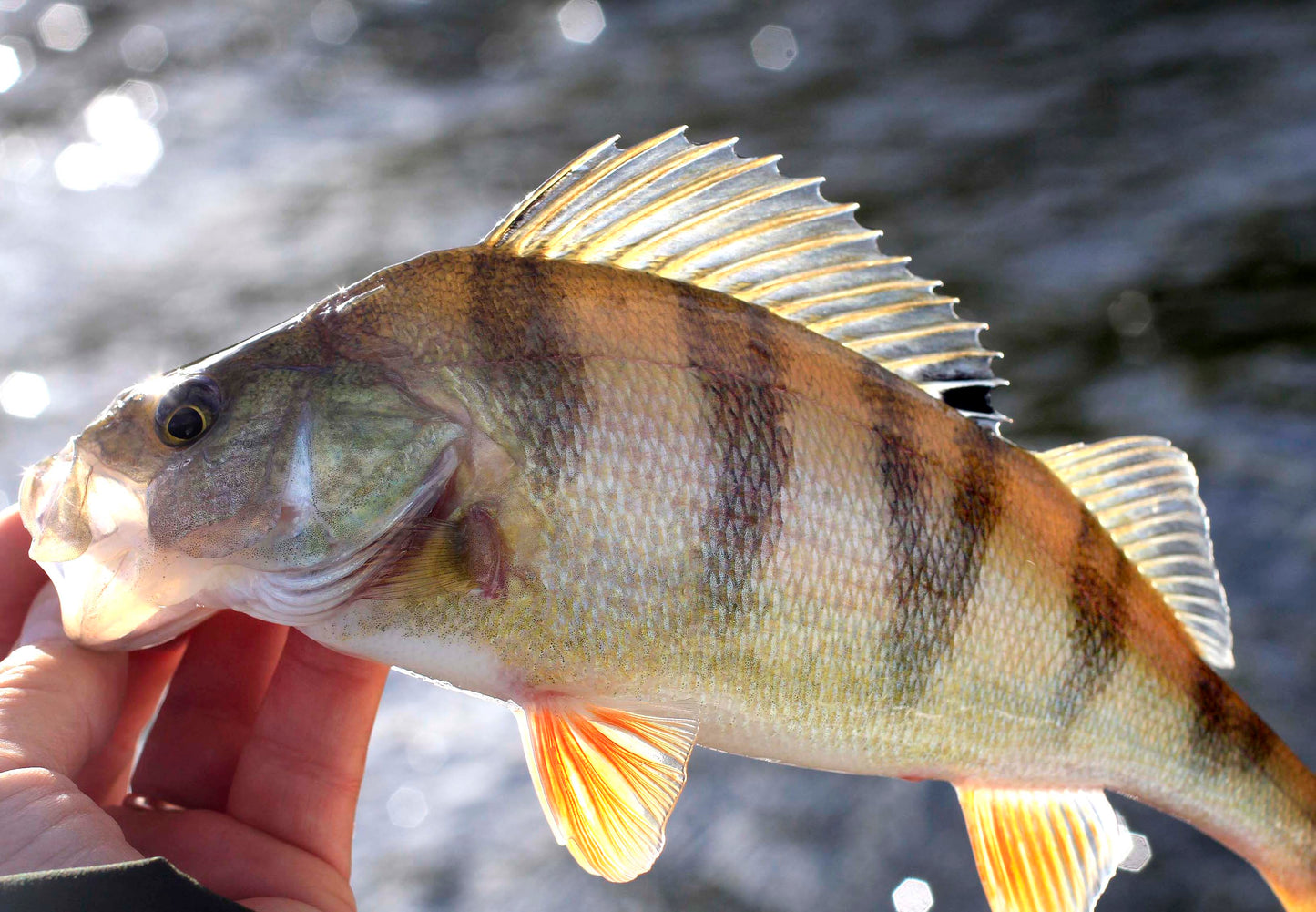 Perch pendant with fin